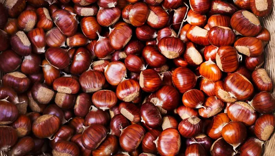 مارونی