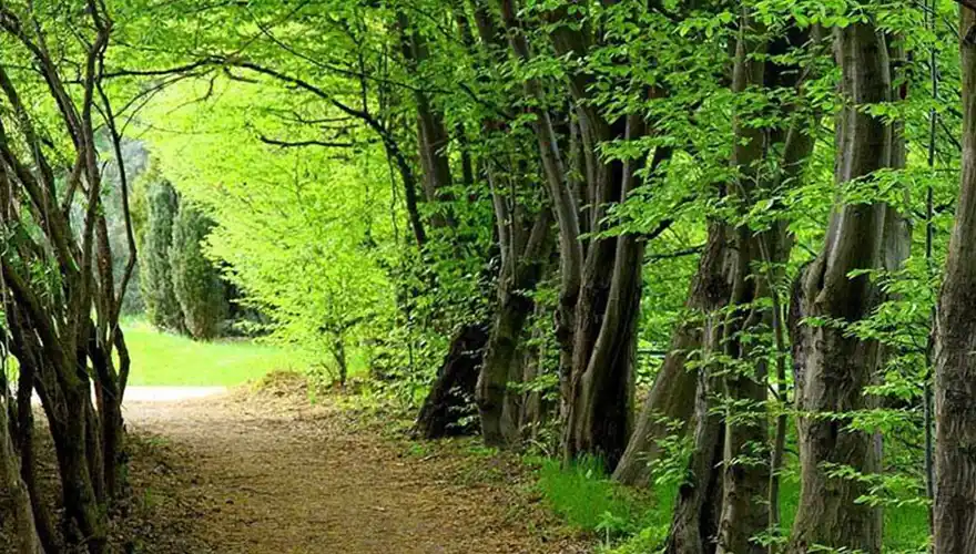 جنگل‌ های هیرکانی